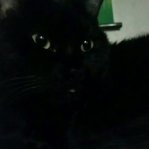 Meet your Posher, Mystaya